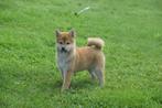 Shiba inu pups alle kleuren, Dieren en Toebehoren, Rabiës (hondsdolheid), 15 weken tot 1 jaar, Overige rassen, Buitenland