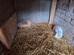 Te koop .2 voedsters, Dieren en Toebehoren, Konijnen, Vrouwelijk, Middelgroot, 0 tot 2 jaar