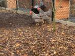 2 hennen amrock OPHALEN HASSELT BELGIE, Dieren en Toebehoren, Pluimvee, Meerdere dieren, Kip