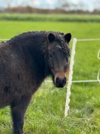 Shetlandpony van 5 jaar zoekt nieuw huisje, Ruin, A pony (tot 1.17m), 3 tot 6 jaar, Ontwormd