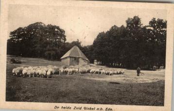 Ede Heide  Zuid Ginkel met schaapskudde en herder st 1920 beschikbaar voor biedingen