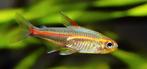 Fire neon tetra