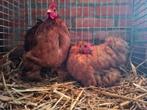 koppel cochin kriel, Dieren en Toebehoren, Meerdere dieren, Kip
