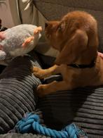 Basset fauve de bretagne pup - 10 weken, Dieren en Toebehoren, Rabiës (hondsdolheid), Reu, Basset, 8 tot 15 weken