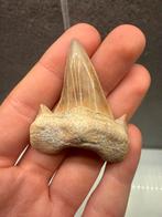 Top kwaliteit Otodus Obliquus haaien tand - 6.5cm, Verzamelen, Mineralen en Fossielen, Ophalen of Verzenden, Fossiel