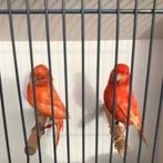 2 rode poppen, Dieren en Toebehoren, Vogels | Kanaries, Vrouwelijk, Kleurkanarie