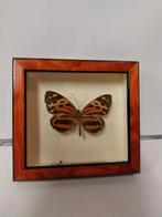 vlinder in lijst met glas., Verzamelen, Opgezet dier, Ophalen of Verzenden, Zo goed als nieuw, Insect