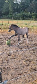 Super lief Welsh merrie veulen, Dieren en Toebehoren, Pony's, Merrie, Recreatiepony, Gechipt, 0 tot 2 jaar