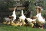 Prachtige jonge Twentse Landganzen te koop aangeboden, Meerdere dieren, Gans of Zwaan