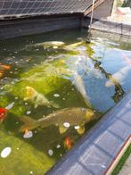 Mooie grote koikarper, mooie bronze kleur 64cm, Dieren en Toebehoren, Vissen | Vijvervissen, Karper of Koi