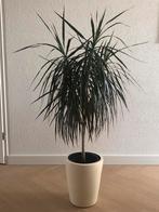 Drakenbloedboom (Dracaena marginata) in pot, Huis en Inrichting, Kamerplanten, Ophalen, Overige soorten, Halfschaduw, In pot