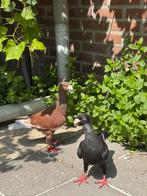 Duiven, Dieren en Toebehoren, Meerdere dieren, Overige soorten