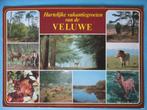 Ansichtkaart: Hartelijke vakantiegroeten van de Veluwe., Gelopen, Gelderland, Ophalen of Verzenden, 1980 tot heden