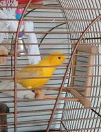 Kanarie ongeveer 2 jaar, Dieren en Toebehoren, Mannelijk, Zangkanarie