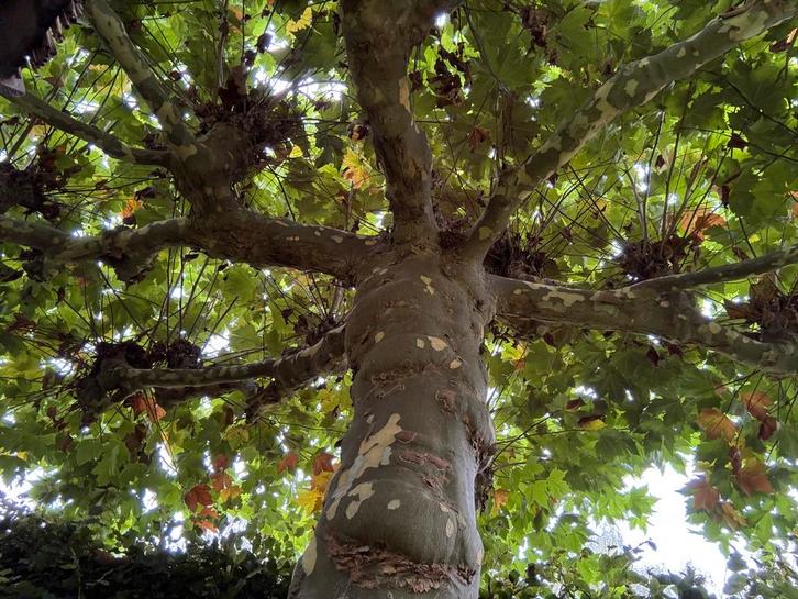 Prachtige dakplataan zoekt nieuw thuis!, Tuin en Terras, Planten | Bomen, Overige soorten, Volle zon, Zomer, Ophalen