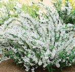 Deutzia Gracilis | Slanke Dewitsia | Chemievrij | C2, Ophalen of Verzenden, Overige soorten, Struik, Minder dan 100 cm