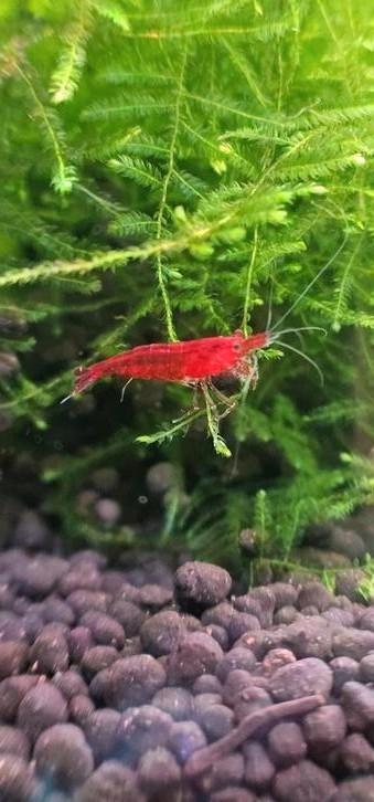  Neocaridina Bloody Mary - jonge garnalen beschikbaar voor biedingen