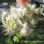 Tillandsia funckiana XXXL, Ophalen of Verzenden, Overige soorten, Minder dan 100 cm