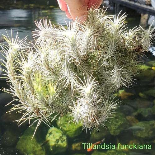Tillandsia funckiana XXXL, Huis en Inrichting, Kamerplanten, Overige soorten, Minder dan 100 cm, Ophalen of Verzenden