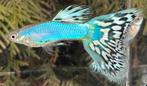 ***High Quality Blue Singa Mosaic Guppen***, Dieren en Toebehoren, Vissen | Aquariumvissen, Vis, Zoetwatervis, Schoolvis