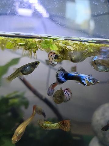 Guppy's Te Koop – Mooie Regenboogkleuren & Slangenprint!  beschikbaar voor biedingen