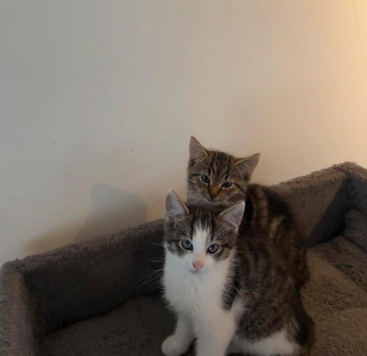 Boskat kittens, Dieren en Toebehoren, Katten en Kittens | Raskatten | Langhaar, Meerdere dieren, 0 tot 2 jaar, Ontwormd, Ingeënt