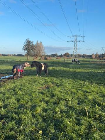plekje vrij voor 1/2 pony’s soest beschikbaar voor biedingen