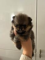 3 mooie pomeriaan teefjes, Dieren en Toebehoren, Honden | Chihuahua's en Gezelschapshonden, Overige rassen, CDV (hondenziekte)