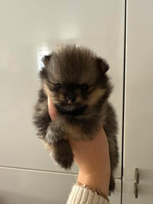 3 mooie pomeriaan teefjes, Dieren en Toebehoren, Honden | Chihuahua's en Gezelschapshonden, Teef, Overige rassen, Particulier