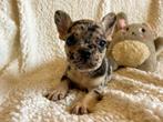 Lieve franse bulldog pups, Dieren en Toebehoren, Honden | Bulldogs, Pinschers en Molossers, CDV (hondenziekte), 8 tot 15 weken
