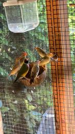 Binsenastrilde man, Dieren en Toebehoren, Vogels | Overige Vogels, Mannelijk