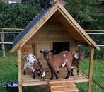 geitenpaalwoning, Meerdere dieren, Schaap