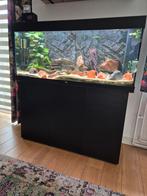 Aquarium rio jewell 240 met meubel, Dieren en Toebehoren, Ophalen, Gebruikt, Gevuld zoetwateraquarium