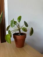 Leuk pannenkoekenplantje in terra cotta pot, Ophalen of Verzenden, Overige soorten, Minder dan 100 cm