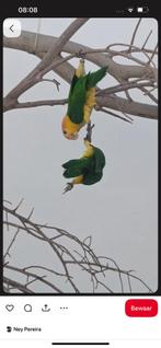 Roestkoppen Koppel caiques, Meerdere dieren, Papegaai, Tam