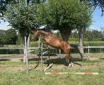 Springpaard, Dieren en Toebehoren, Paarden, Springpaard, Gechipt, Ruin, 3 tot 6 jaar