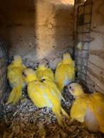 Jonge gele kakariki s, Dieren en Toebehoren, Vogels | Parkieten en Papegaaien, Meerdere dieren, Parkiet, Geringd