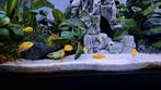 Labidochromis caeruleus yellow jongen, Dieren en Toebehoren, Vissen | Aquariumvissen, Vis, Zoetwatervis