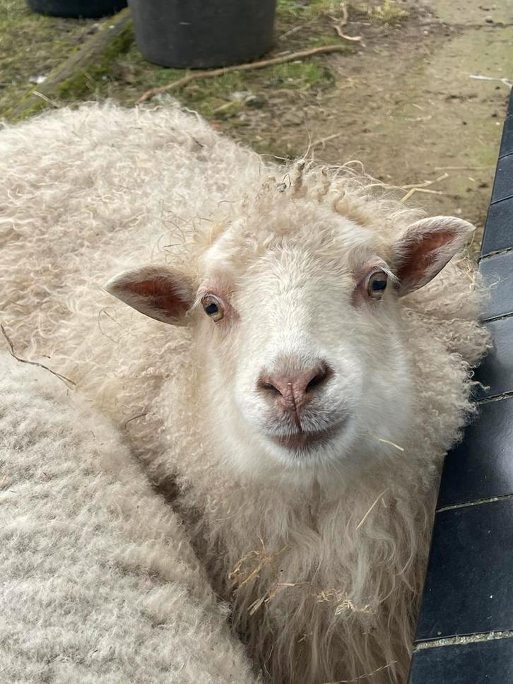Twee schapen, tamme ooien, skudde en suffolk, Dieren en Toebehoren, Schapen, Geiten en Varkens, Schaap, Vrouwelijk