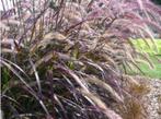Rood lampenpoetersgras - Pennisetum Rubrum, Tuin en Terras, Planten | Tuinplanten, Volle zon, Vaste plant, Siergrassen, Ophalen of Verzenden