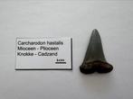 Carcharodon hastalis (1), Verzamelen, Mineralen en Fossielen, Ophalen of Verzenden, Fossiel