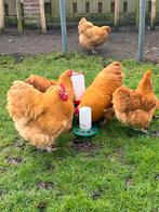 Haan Orpington Buff, Mannelijk, Kip