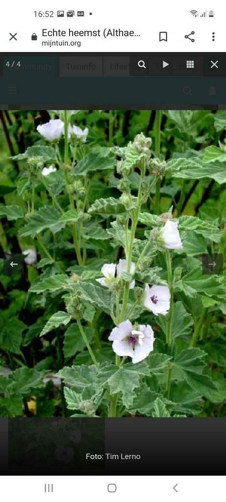 Heemst, Tuin en Terras, Planten | Tuinplanten, Vaste plant, Overige soorten, Volle zon, Zomer, Ophalen