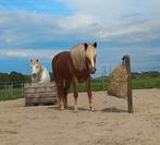 Plek vrij op paddock paradise zwolle, Dieren en Toebehoren, Stalling en Weidegang, 2 of 3 paarden of pony's