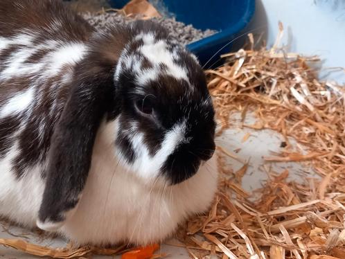 Superlief binnen konijn, Dieren en Toebehoren, Konijnen, Vrouwelijk