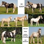 Irish Cob / tinker hengstjes en merrie, Meerdere dieren