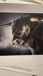 Alexander von Reiswitz - fotokunst, Ophalen