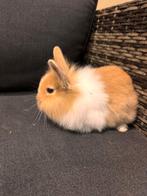 5 baby konijntjes, Dieren en Toebehoren, Konijnen, Meerdere dieren, Dwerg, 0 tot 2 jaar