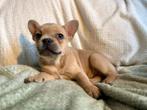 Franse bulldog pups met arfe stamboom, CDV (hondenziekte), 8 tot 15 weken, Bulldog, Meerdere