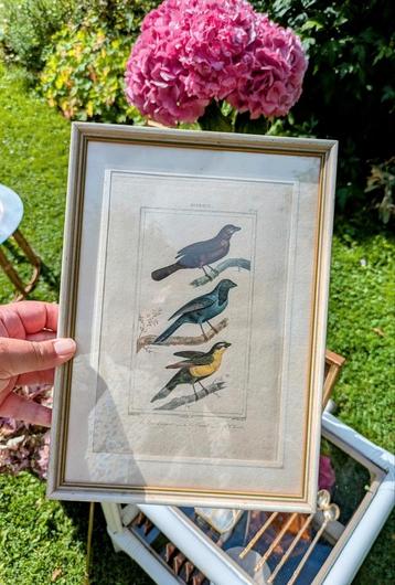Vintage Wanddecoratie Vogel Prent  beschikbaar voor biedingen